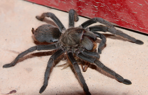 Tucson Bronze Tarantula
