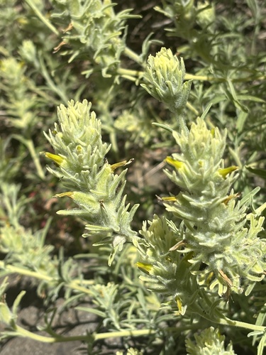 San Clemente Island paintbrush (Castilleja grisea)
