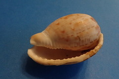 Cypraecassis testiculus