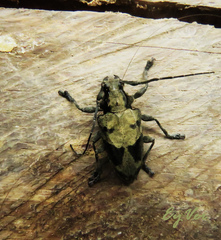 Steirastoma coenosum