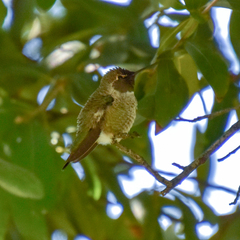 Calypte anna