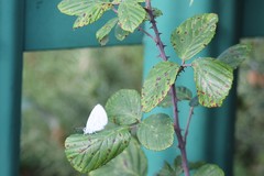 Celastrina argiolus