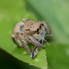 Habronattus coecatus