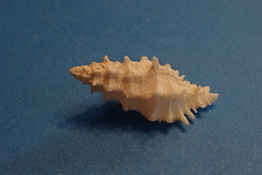 Murexsul oxytatus