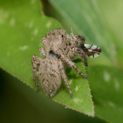 Habronattus coecatus