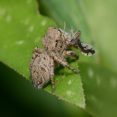 Habronattus coecatus