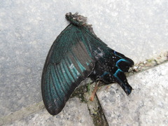 Papilio dehaanii