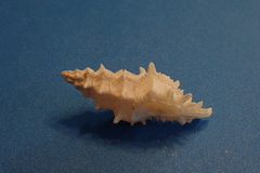 Murexsul oxytatus