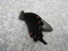 Papilio dehaanii