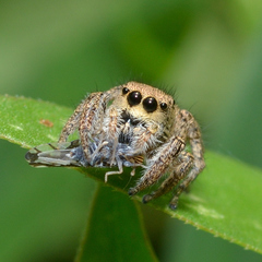 Habronattus coecatus