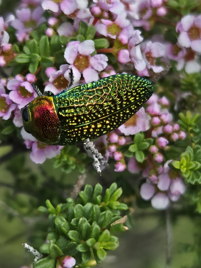 Stigmodera gratiosa