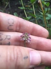 Polygala cruciata