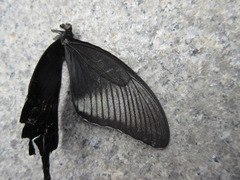 Papilio dehaanii