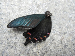 Papilio dehaanii