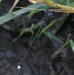 Lestes vigilax