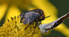 Brachymelecta interrupta