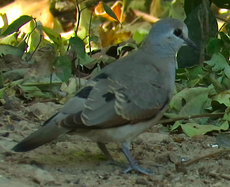 Black-billed Wood-Dove (Turtur abyssinicus)