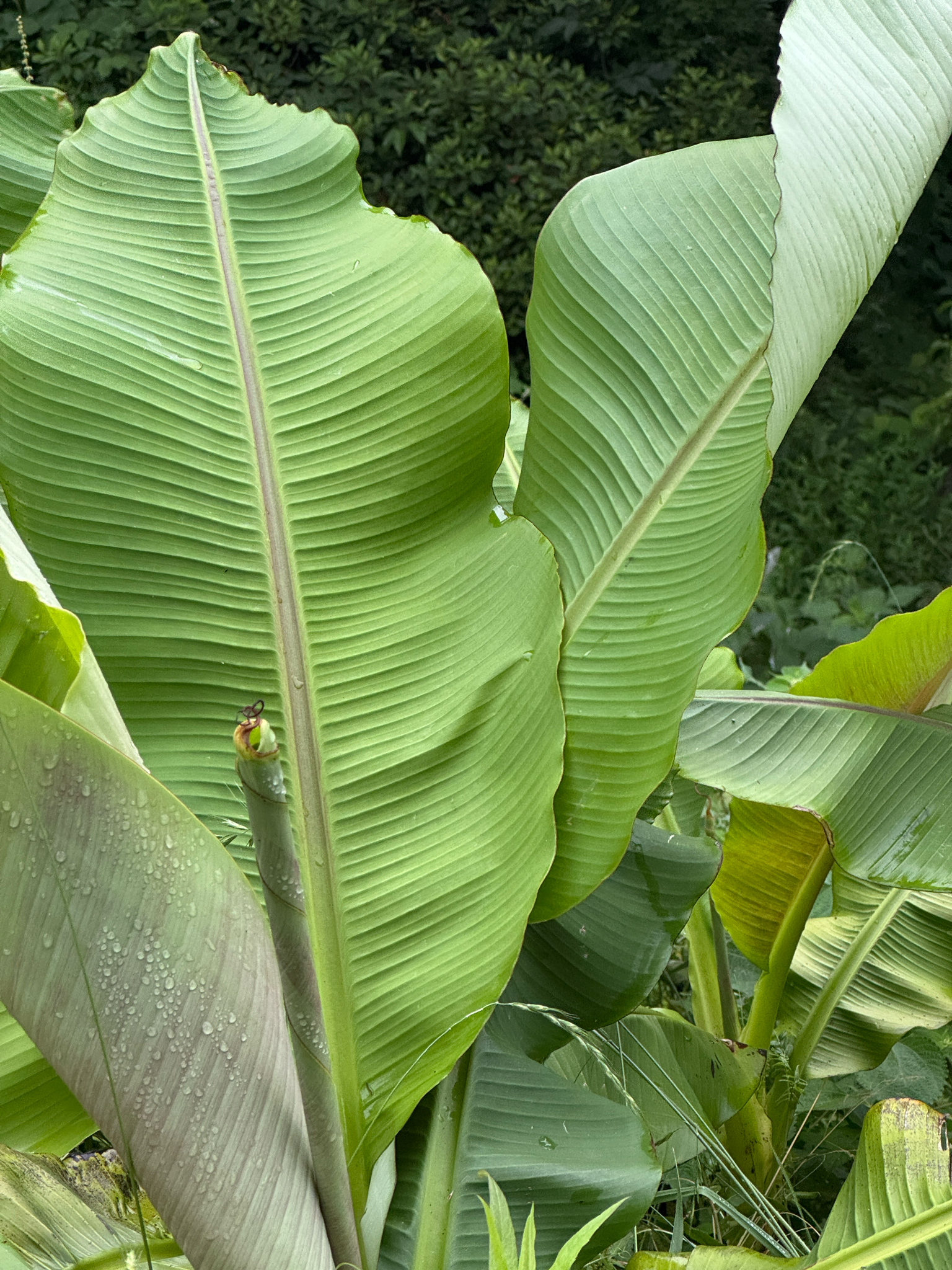 Imagem de Bananeira-japonesa