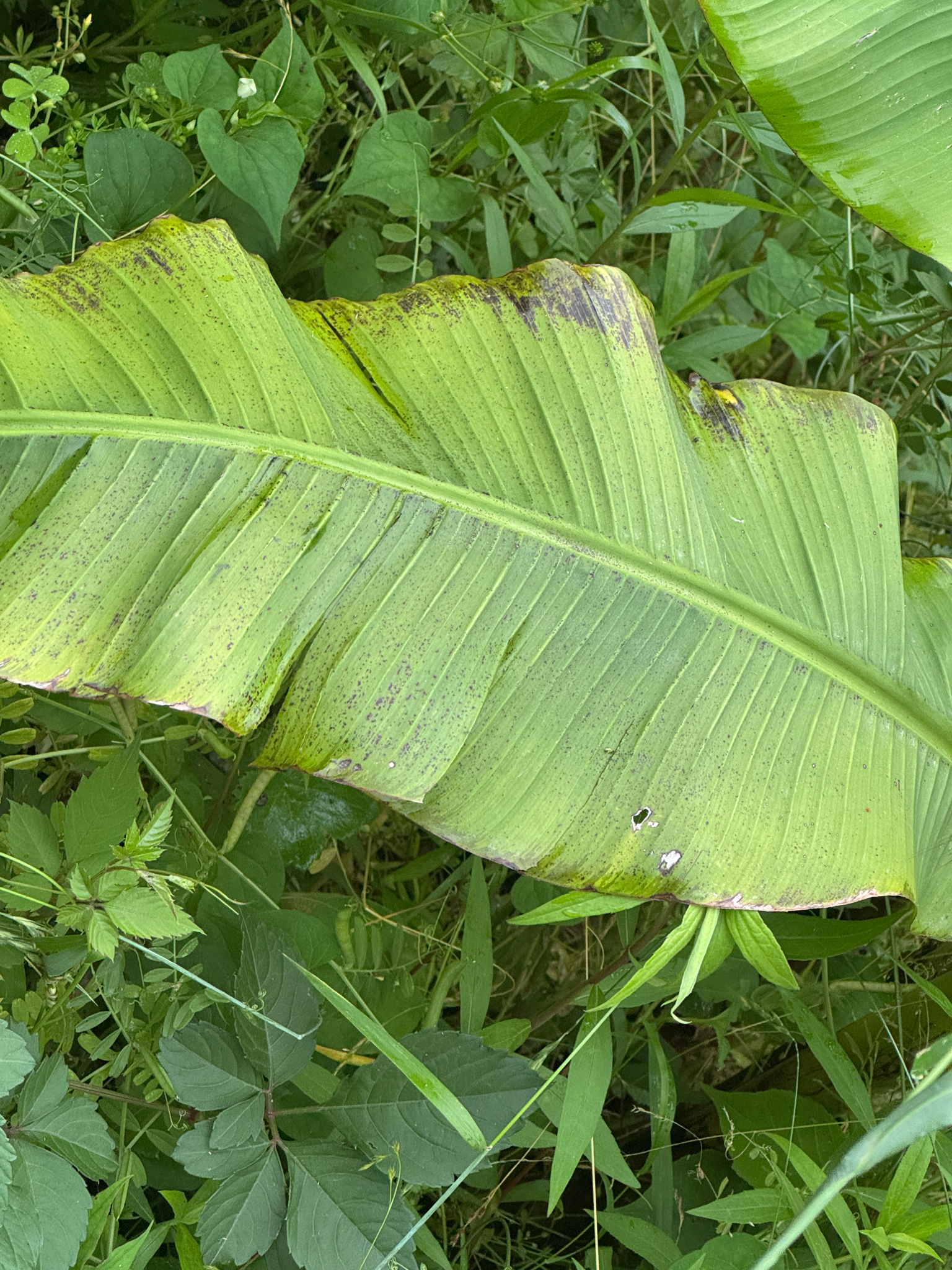 Imagem de Bananeira-japonesa