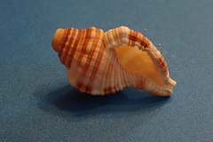 Monoplex pilearis