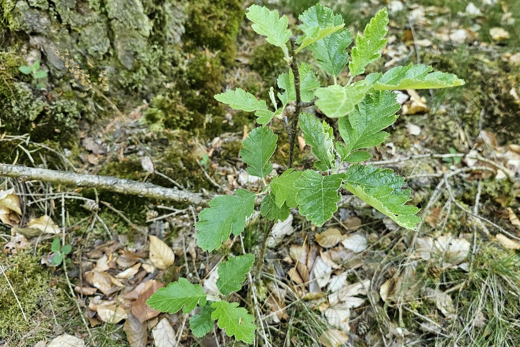 × Arsorbus