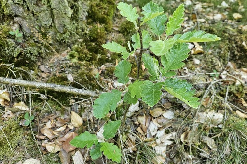 Sorbus thuringiaca, photographed by an iNaturalist contributor