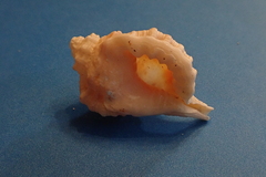 Ranularia cynocephala