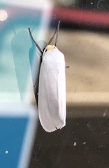 Pygarctia flavidorsalis