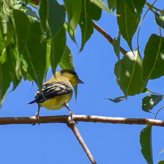 Spinus psaltria