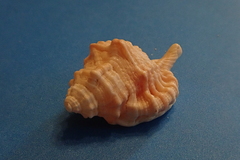 Ranularia cynocephala