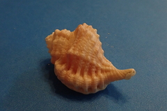 Ranularia cynocephala