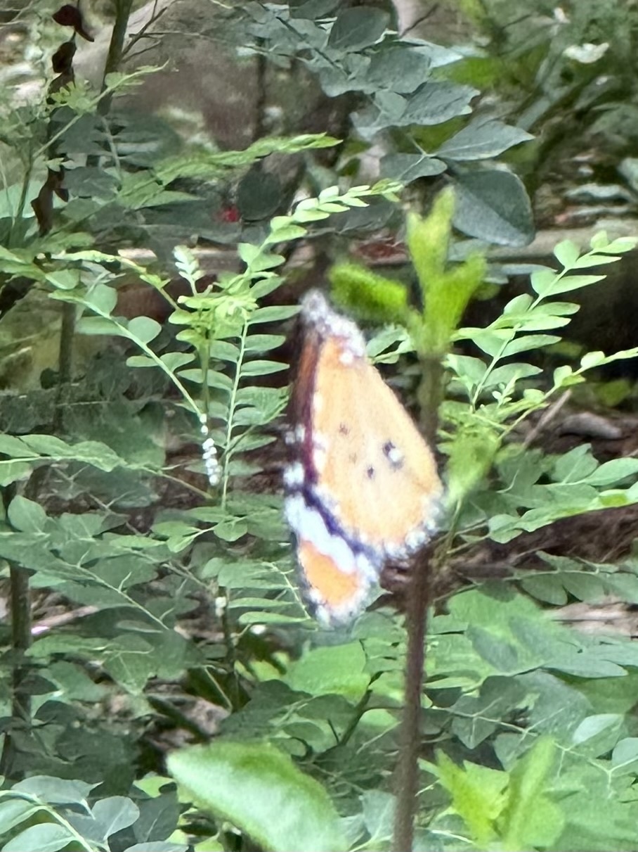 Plain Tiger