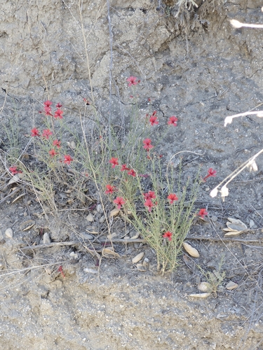 slender-leaved ipomopsis (Ipomopsis tenuifolia)