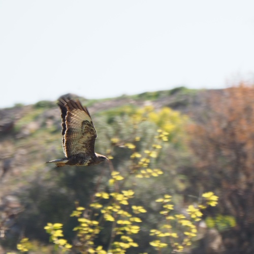 Škanjac mišar (Buteo buteo)