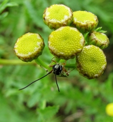 Apechthis