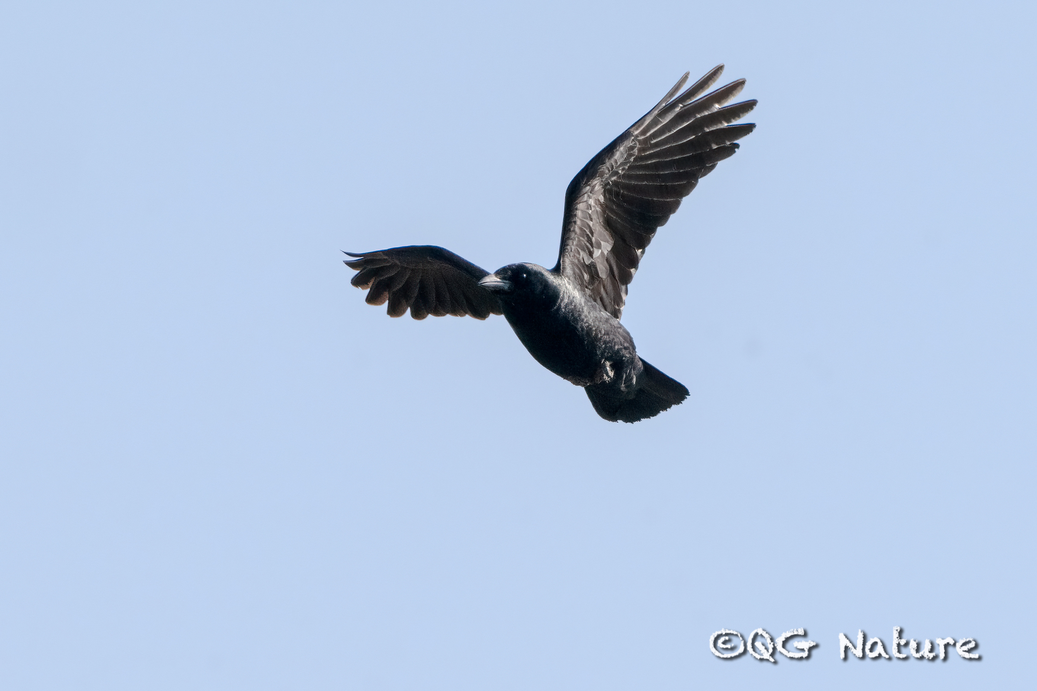 Carrion Crow