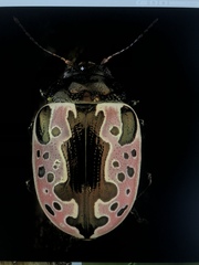 Calligrapha diversa