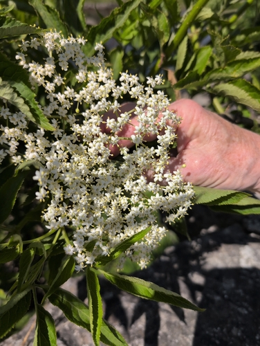 Sambucus nigra iNat (3)