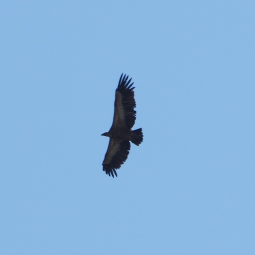 sup bielohlavý (Gyps fulvus)