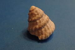 Lithopoma tectum