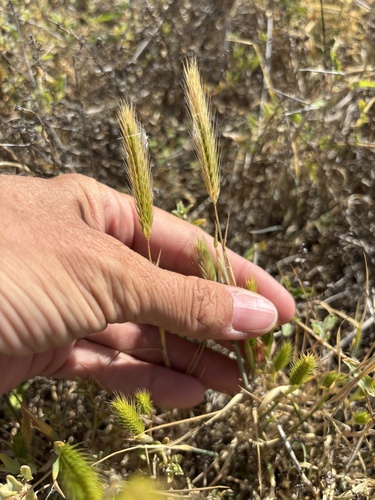 bobtail barley (Hordeum intercedens)