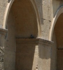 Columba livia domestica