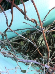 Muehlenbeckia complexa complexa