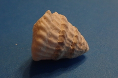 Lithopoma tectum
