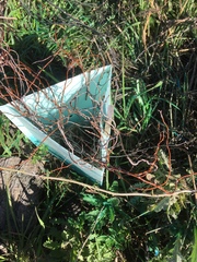 Muehlenbeckia complexa complexa