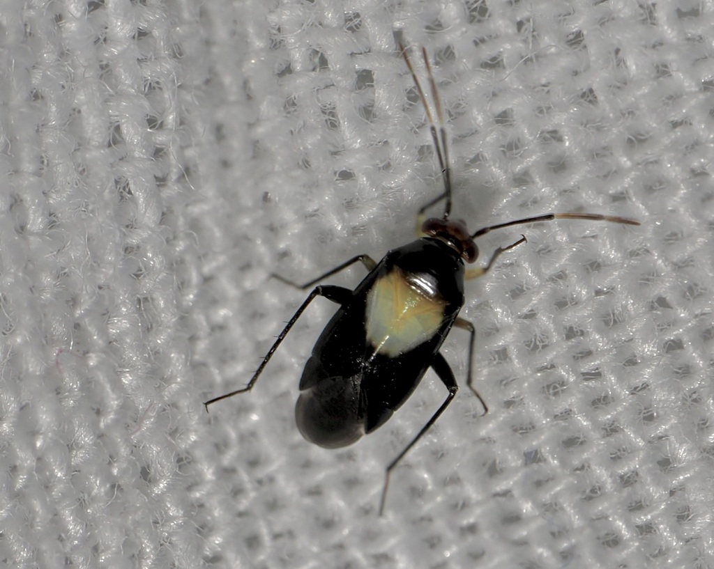 Auchenocrepis reuteri