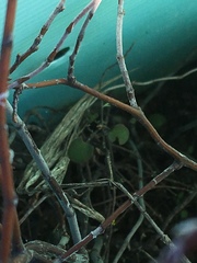 Muehlenbeckia complexa complexa