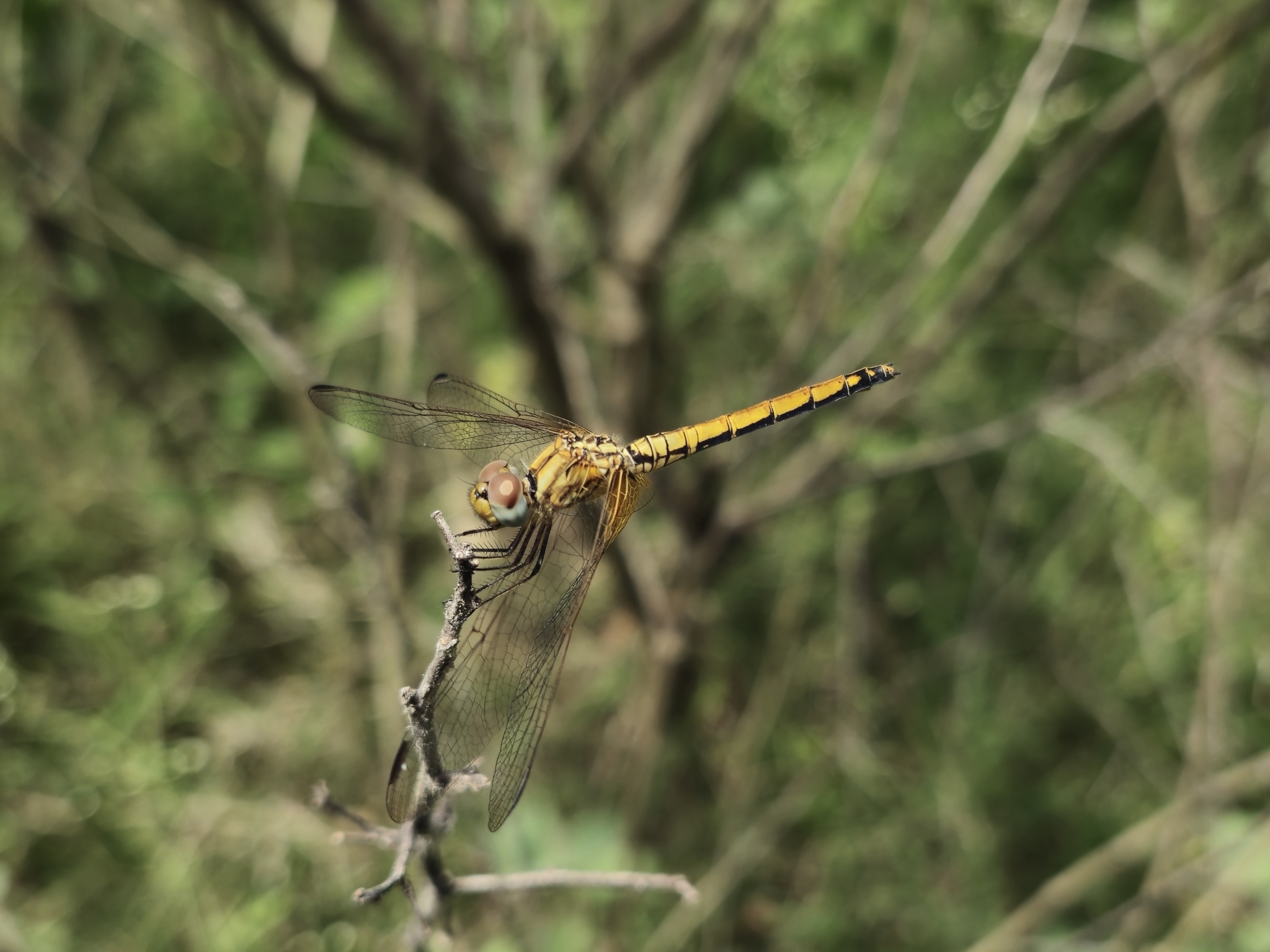 Crimson Marsh Glider