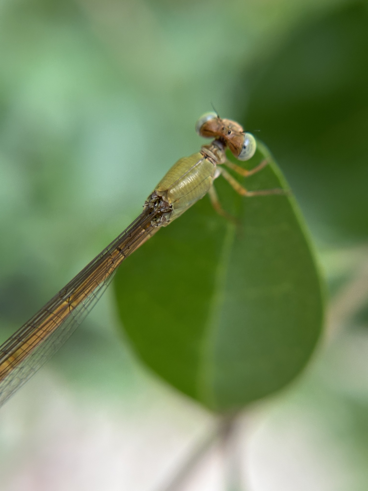 Coromandel Marsh Dart