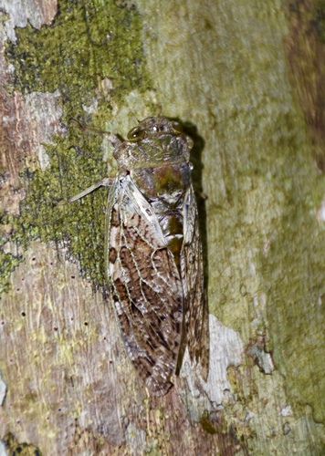 Genus Juanaria · iNaturalist